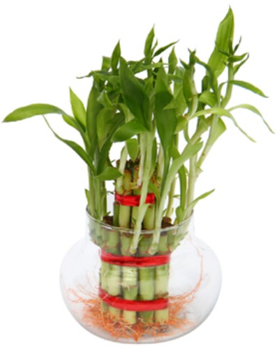 2 layer Lucky Bamboo