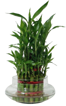 3 layer Lucky Bamboo